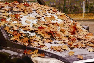 Windshield of a car with autumn leaves, October, Germany