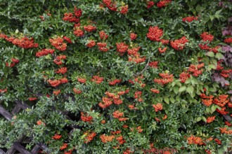 Firethorn (Pyracantha), Bavaria, Germany