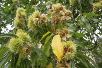 Ripe fruits of a sweet chestnut (Castanea sativa), Bavaria, Germany