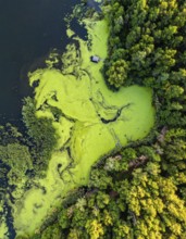 Green algae on the lake. Aerial view of nature, landscape with hills and forest in summer, cloudy
