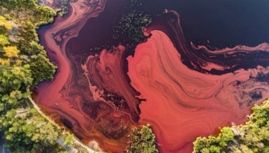 Red algae plant on the lake. abstract ecology nature concept, wild landscape with vibrant red