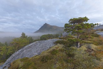 Fairytale dwarf pine forest in morning fog on Steigtindvatnet in front of the majestic Litltind in