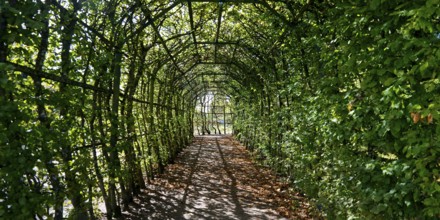 Pergola in Rheinsberg Castle Park, Ruppiner Land, Brandenburg, Germany