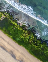 Green algae on the sandy shore of an ocean. Fascinating phenomenon of wild coastline with green