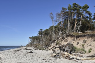 The west beach on the Darß peninsula on the Baltic Sea, Mecklenburg-Western Pomerania, Germany