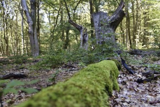 Dead wood in beech forest, Darß primeval forest, Darßer Wald, Mecklenburg-Western Pomerania,