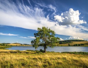 Single and lonely tree near to a lake, meadow and lot of wild grass around, hilly wilderness