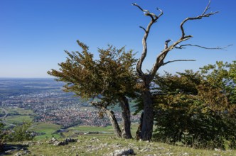 Picturesque scenery on the eaves of the Swabian Jura near Olgafels on Rossfeld in Metzingen-Glems,