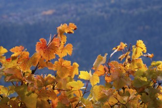 Vine leaves in autum colour yellow and orange. In background large mountain as dark background.