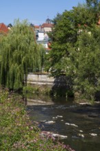 Blooming bush and trees on the Hasslach river, Rosenberg Fortress in the back, Kronach, Upper