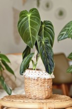Exotic 'Philodendron Melanochrysum' houseplant with long velvet leaves in basket flower pot on