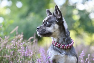 Dog with woven yellow collar in purple blooming heather flower field during late summer