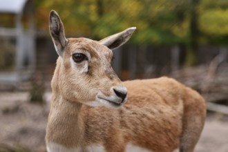 Portrait of female Cervus nippon Shika deer