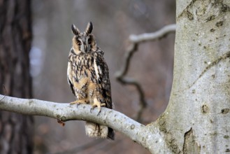 Long-eared owl (Asio otus), adult, on tree, in winter, alert, Bohemian Forest, Czech Republic,