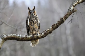 Long-eared owl (Asio otus), adult, on tree, perch, in winter, alert, Bohemian Forest, Czech