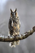 Long-eared owl (Asio otus), adult, on rocks, mossy, in winter, alert, Bohemian Forest, Czech