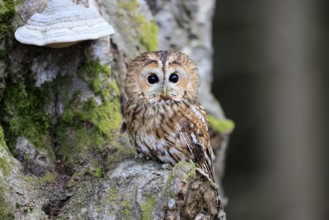 Tawny owl (Strix aluco), adult, on tree, in winter, alert, Bohemian Forest, Czech Republic, Europe,