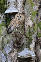Tawny owl (Strix aluco), adult, on tree, in winter, alert, Bohemian Forest, Czech Republic, Europe,