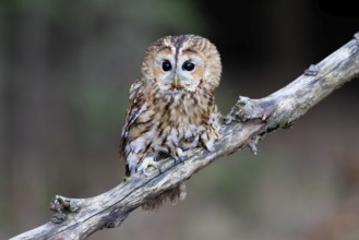 Tawny owl (Strix aluco), adult, perch, in winter, alert, Bohemian Forest, Czech Republic, Europe,