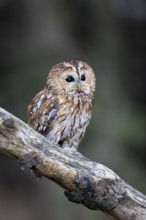 Tawny owl (Strix aluco), adult, perch, in winter, alert, Bohemian Forest, Czech Republic, Europe,