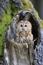 Tawny owl (Strix aluco), adult, perch, on tree, in winter, alert, Bohemian Forest, Czech Republic,