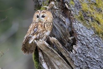 Tawny owl (Strix aluco), adult, perch, on tree, in winter, alert, Bohemian Forest, Czech Republic,