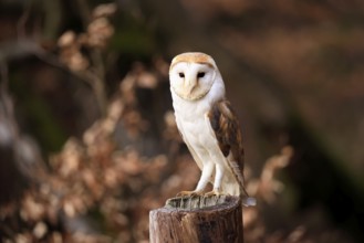 Barn owl (Tyto alba), adult, alert, perch, in winter, Bohemian Forest, Czech Republic, Europe,