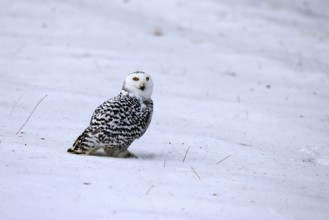 Snowy owl (Nyctea scandiaca), snowy owl, adult, alert, in snow, foraging, in winter, Bohemian
