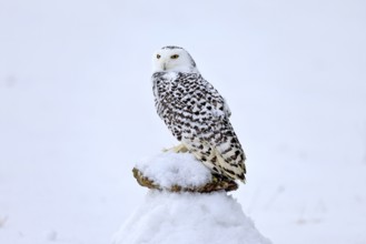 Snowy owl (Nyctea scandiaca), snowy owl, adult, alert, in snow, perch, in winter, Bohemian Forest,