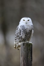 Snowy owl (Nyctea scandiaca), snowy owl, adult, alert, perch, in winter, Bohemian Forest, Czech