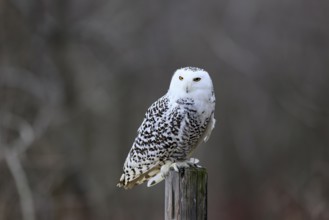 Snowy owl (Nyctea scandiaca), snowy owl, adult, alert, perch, in winter, Bohemian Forest, Czech