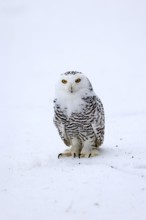 Snowy owl (Nyctea scandiaca), snowy owl, adult, alert, in snow, foraging, in winter, Bohemian