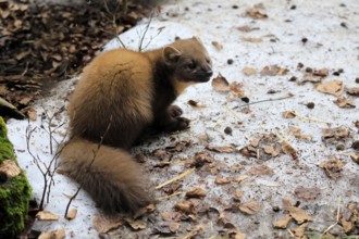 Marten (Martes martes), adult, alert, sitting, ground, winter, snow, Bavarian Forest National Park,