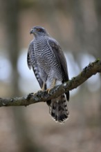Hawk (Astur gentilis), adult, female, on tree, in winter, alert, Bohemian Forest, Czech Republic,