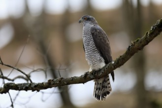 Hawk (Astur gentilis), adult, female, on tree, in winter, alert, Bohemian Forest, Czech Republic,