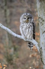 Hawk owl (Strix uralensis), adult, in winter, on tree, Bohemian Forest, Czech Republic, Europe,