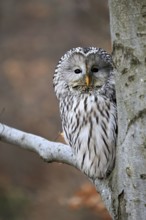 Hawk owl (Strix uralensis), adult, in winter, on tree, on tree trunk, Bohemian Forest, Czech