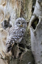 Hawk owl (Strix uralensis), adult, in winter, on tree trunk, Bohemian Forest, Czech Republic,