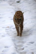 Carpathian lynx (Lynx lynx carpathicus), adult, in winter, in snow, running, stalking, alert,
