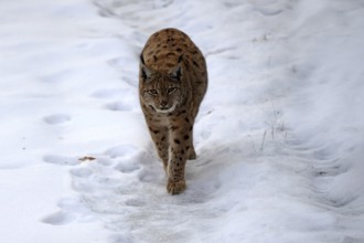 Carpathian lynx (Lynx lynx carpathicus), adult, in winter, in snow, running, stalking, alert,