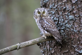 Roughfoot owl (Aegolius funereus), groufoot owl, adult, on tree, alert, in winter, Bohemian Forest,