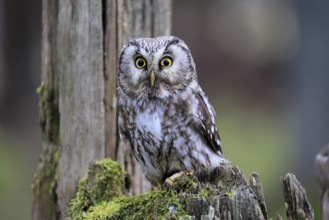 Roughfoot owl (Aegolius funereus), groufoot owl, adult, perch, tree trunk, alert, in winter,