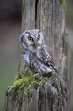 Roughfoot owl (Aegolius funereus), groufoot owl, adult, perch, tree trunk, alert, in winter,