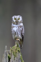 Roughfoot owl (Aegolius funereus), groufoot owl, adult, perch, alert, in winter, Bohemian Forest,