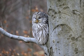 Hawk owl (Strix uralensis), adult, in winter, on tree, on tree trunk, Bohemian Forest, Czech