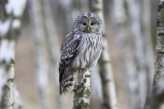 Hawk owl (Strix uralensis), adult, in winter, perch, alert, Bohemian Forest, Czech Republic,