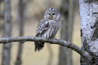 Hawk owl (Strix uralensis), adult, in winter, on branch, alert, Bohemian Forest, Czech Republic,
