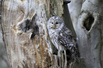 Hawk owl (Strix uralensis), adult, in winter, on tree trunk, Bohemian Forest, Czech Republic,