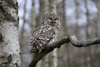 Hawk owl (Strix uralensis), adult, in winter, on tree, calling, Bohemian Forest, Czech Republic,