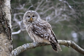 Hawk owl (Strix uralensis), adult, in winter, on tree, Bohemian Forest, Czech Republic, Europe,